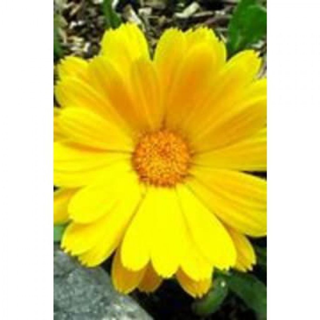 Christine Margaret Fraile Profile Photo