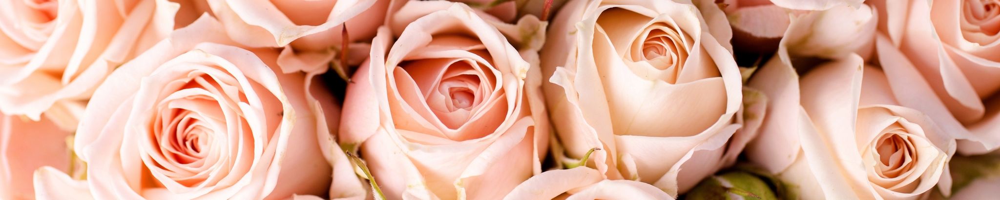 Cover for Elizabeth Carpinone's Obituary