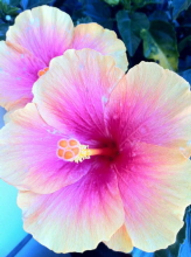 Viola Strayer