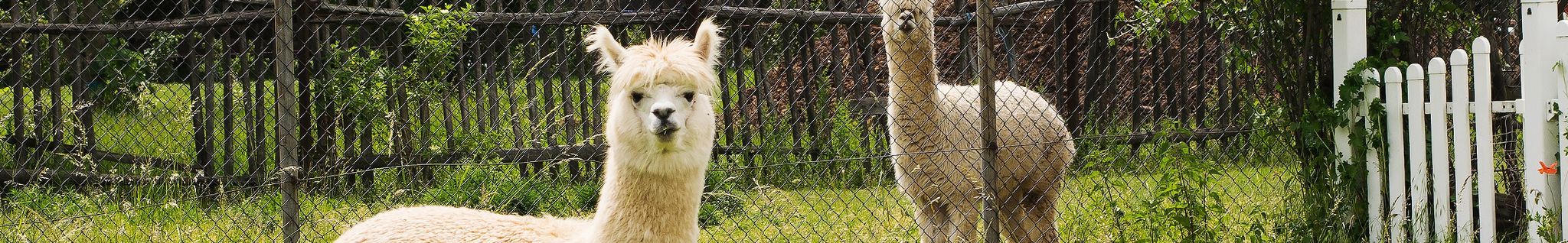 Cover for Judit Markos's Obituary