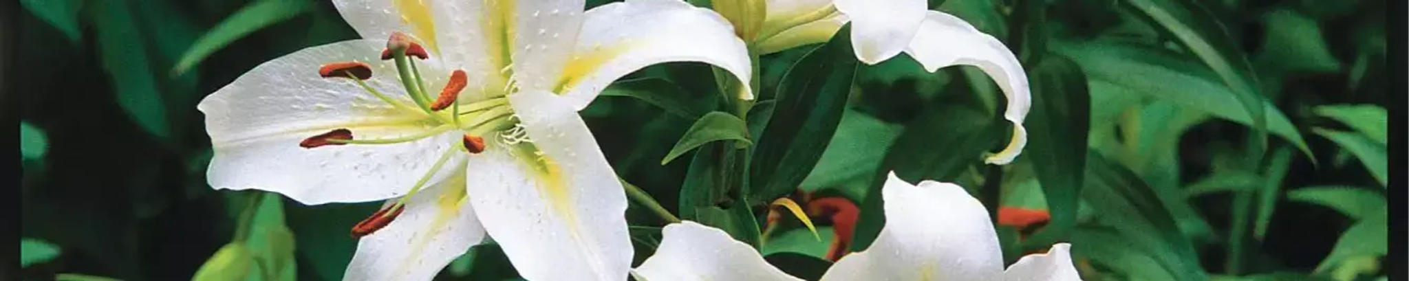 Cover photo for Ruby Ann Evers's Obituary