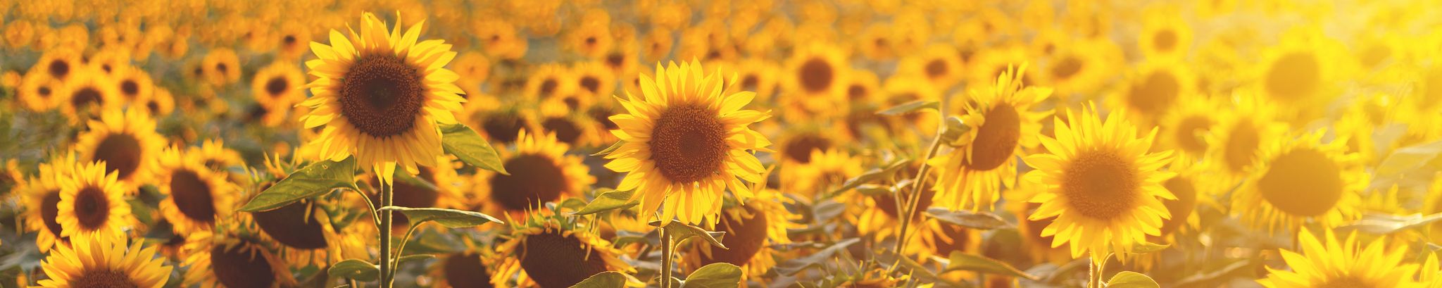 Cover photo for Cynthia "Cindy" Sue Schubert's Obituary