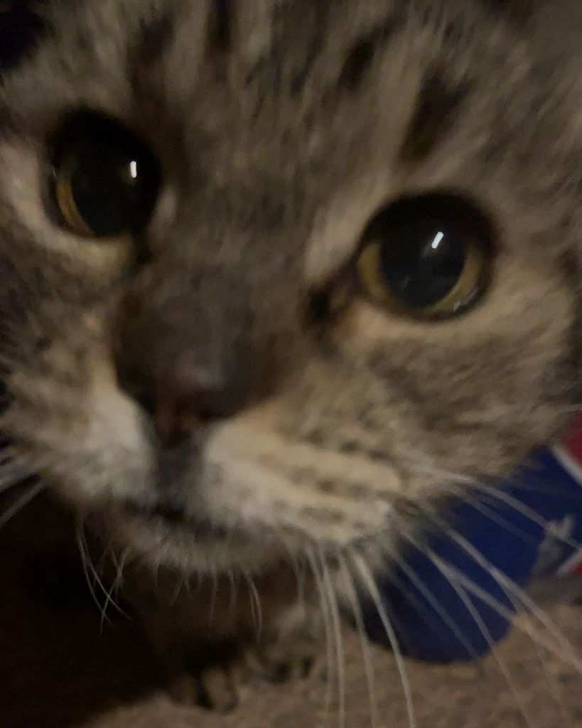 Kitty Boy Bates Profile Photo