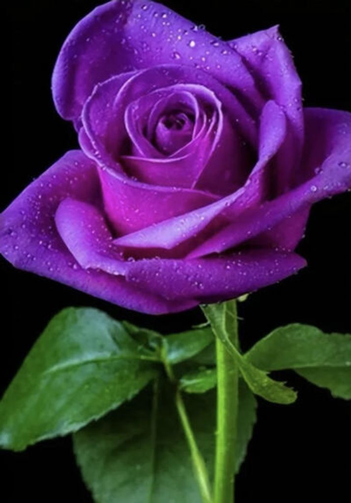 Patricia Faye Mcnemar Profile Photo