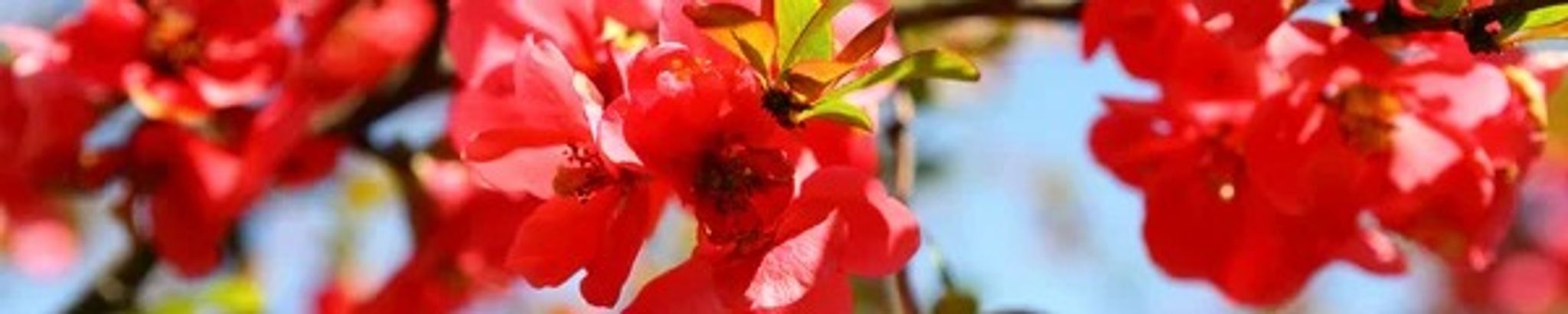Cover photo for Dawn Ann McClelland's Obituary