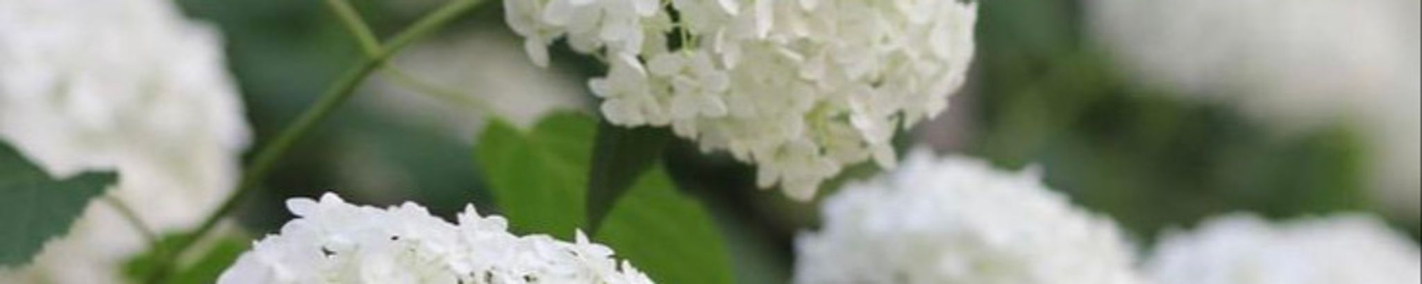 Cover photo for Dolores H Dyer's Obituary