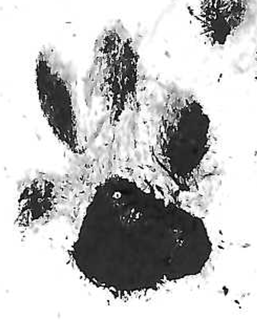 Tasha Bartis Profile Photo