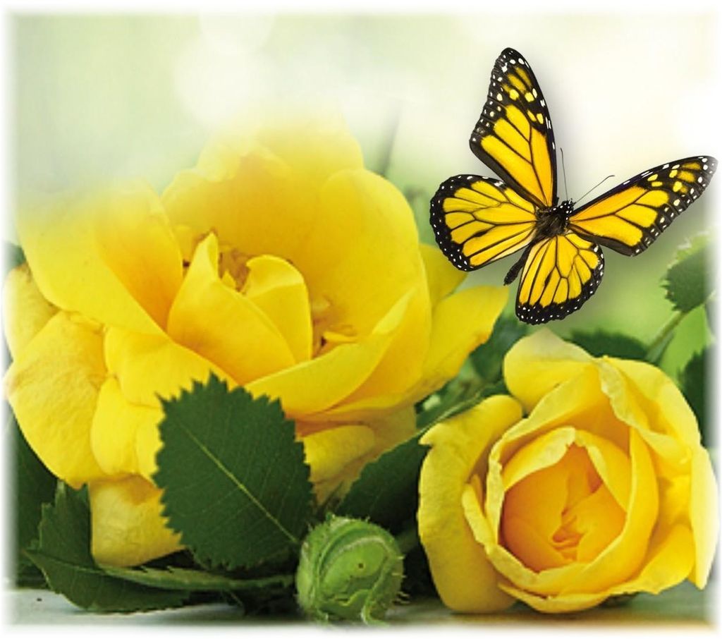 Betty Ann Driscoll