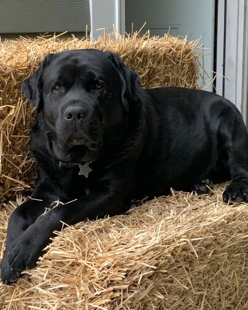 Cash Golden Profile Photo
