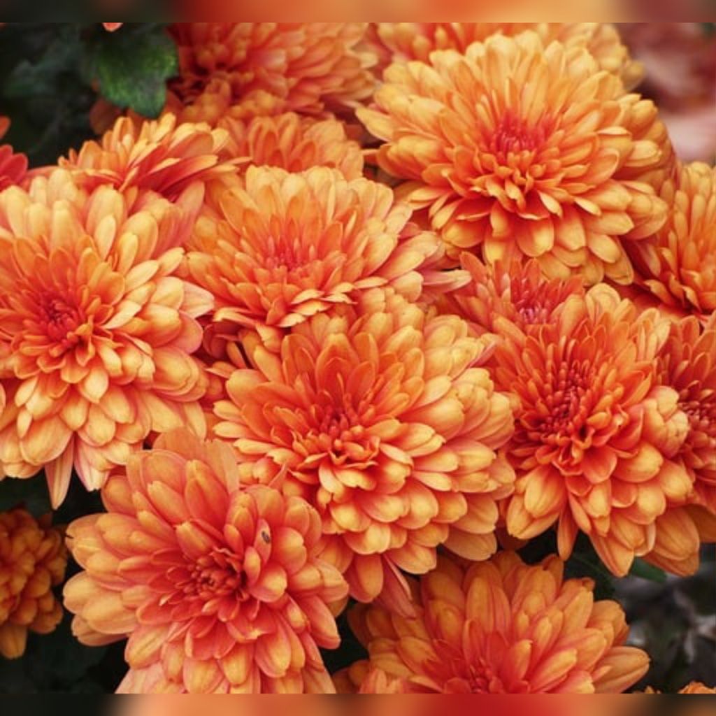 Shirley Ann Wilson Profile Photo