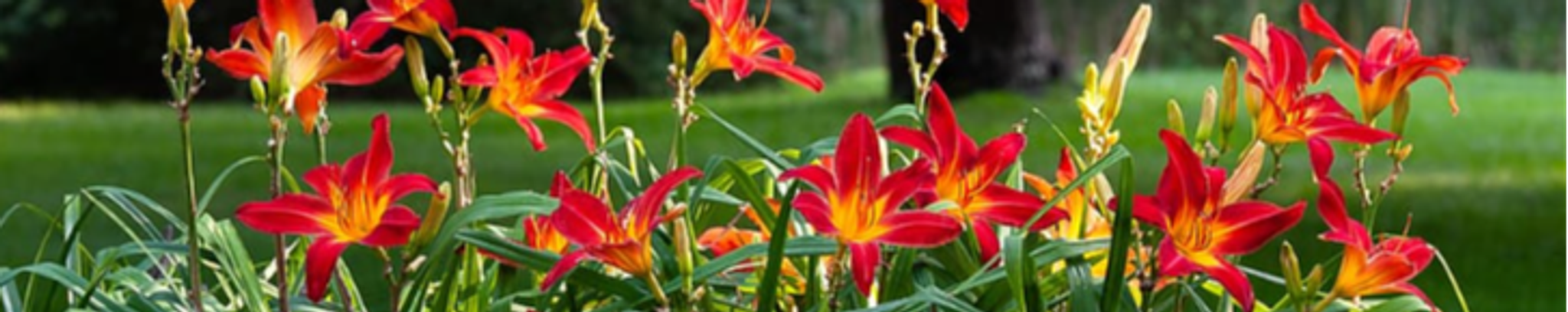 Cover photo for Mary Francis Pearson's Obituary