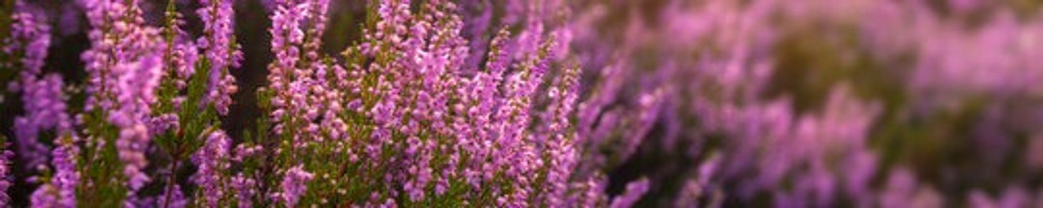 Cover for Lois Kneece Lockhart's Obituary