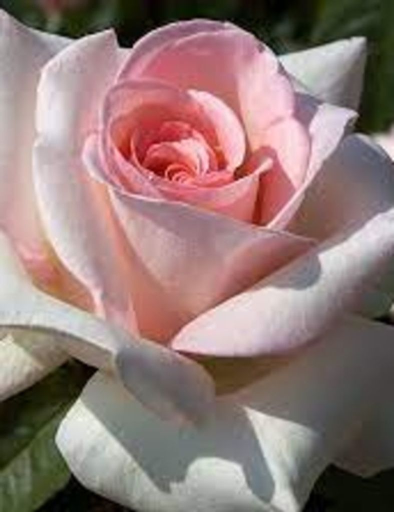 Gisela Anneliesa Butorac