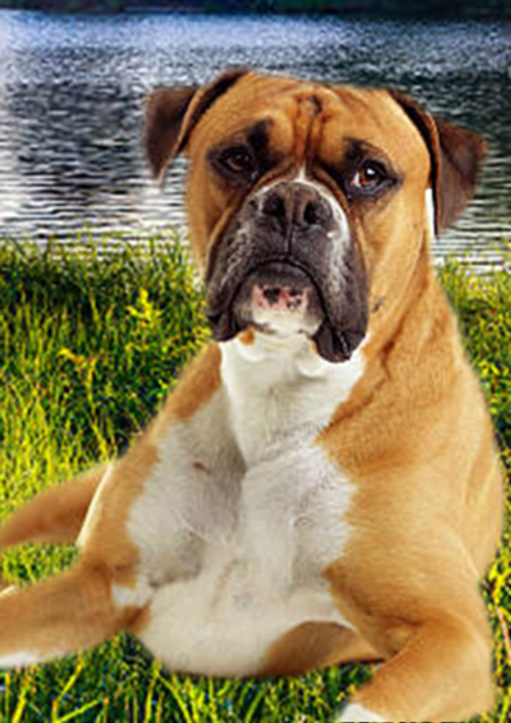 Dexter Chandler
