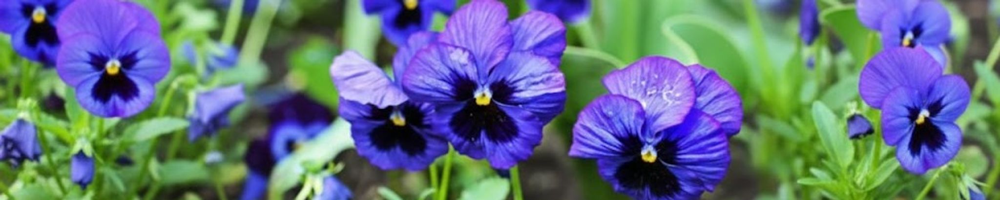 Cover for Florence Dandenault (née Ford)'s Obituary