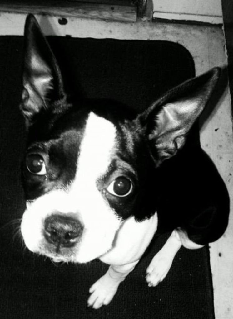 Panda Profile Photo