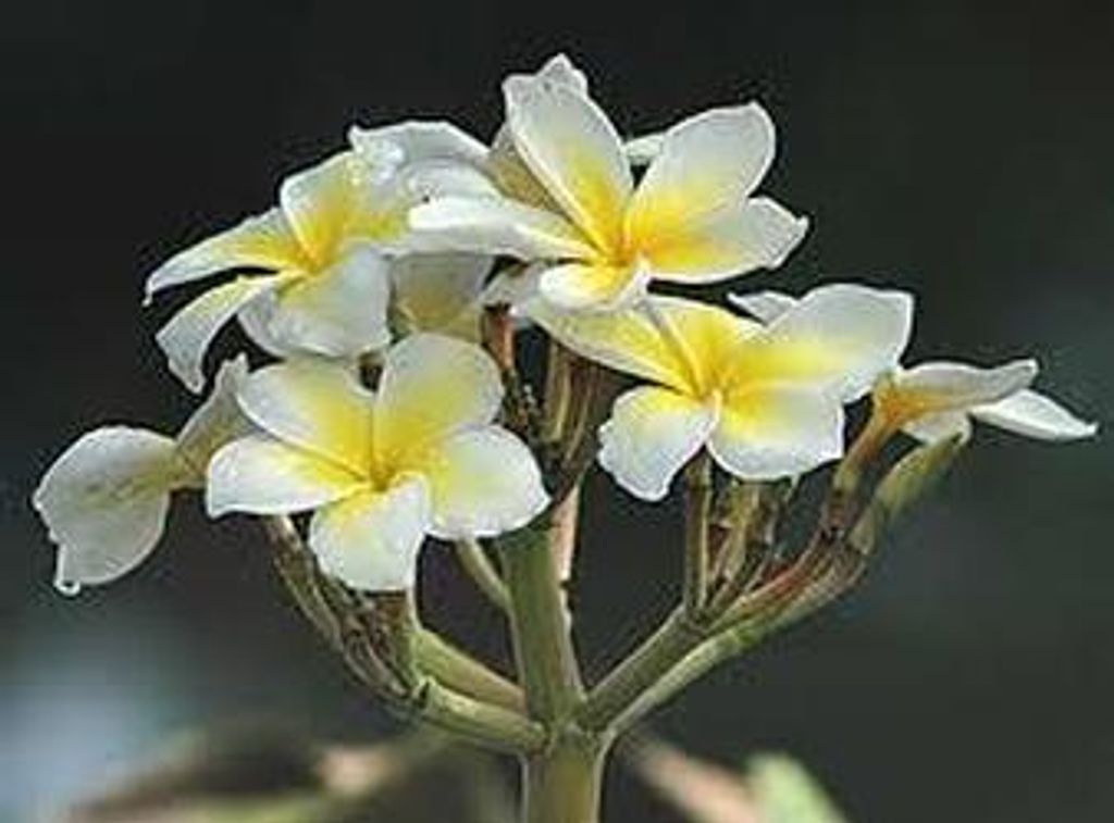 Helen Frances Phaneuf Profile Photo