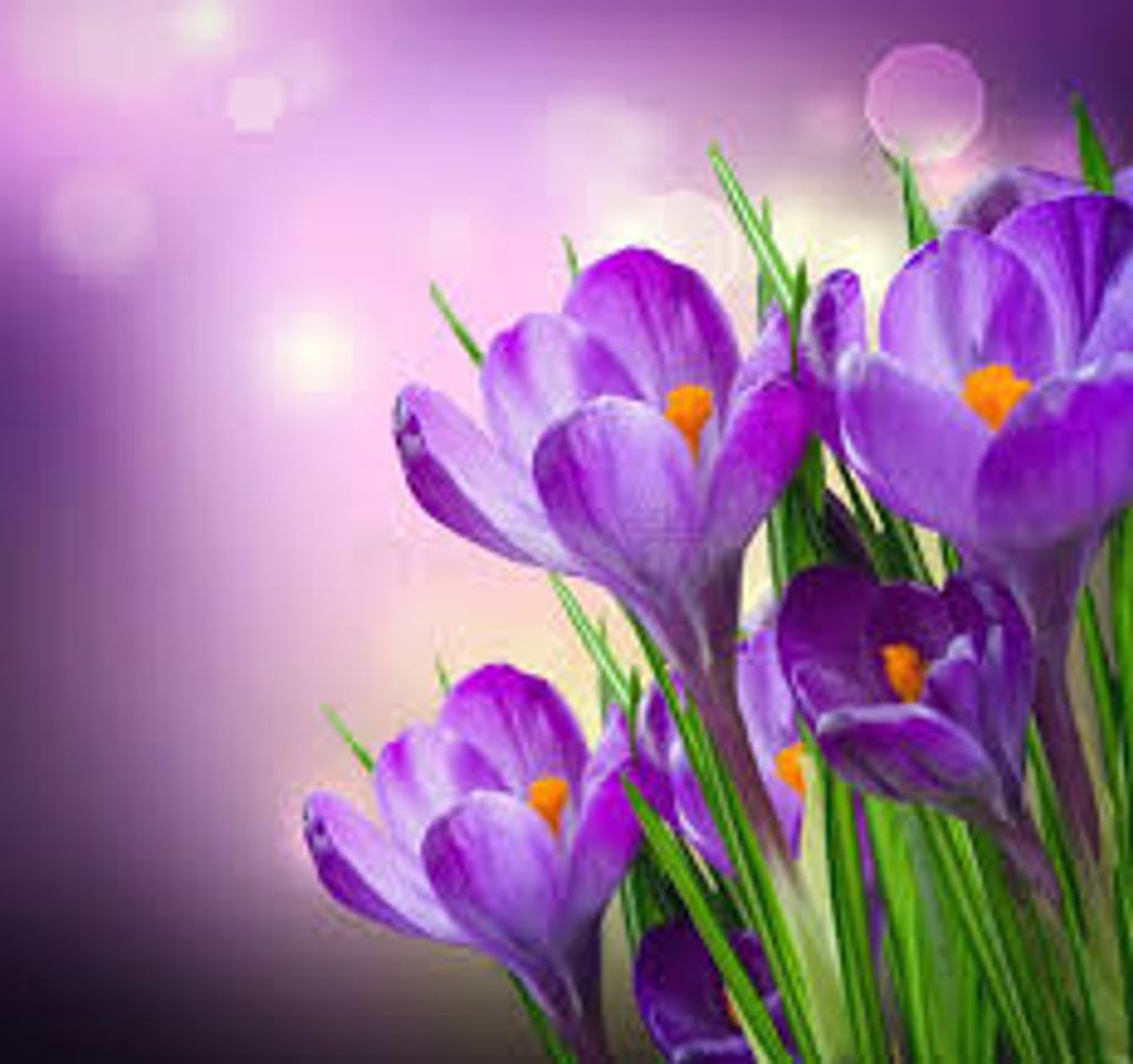 Ann Morgan Tighe Profile Photo