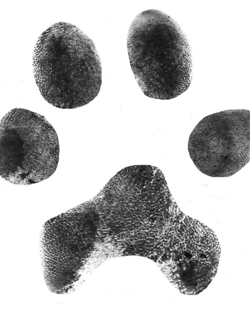 Diesel Echeverria Profile Photo