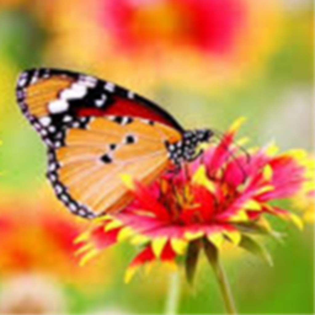 Edith Katherine Noneman