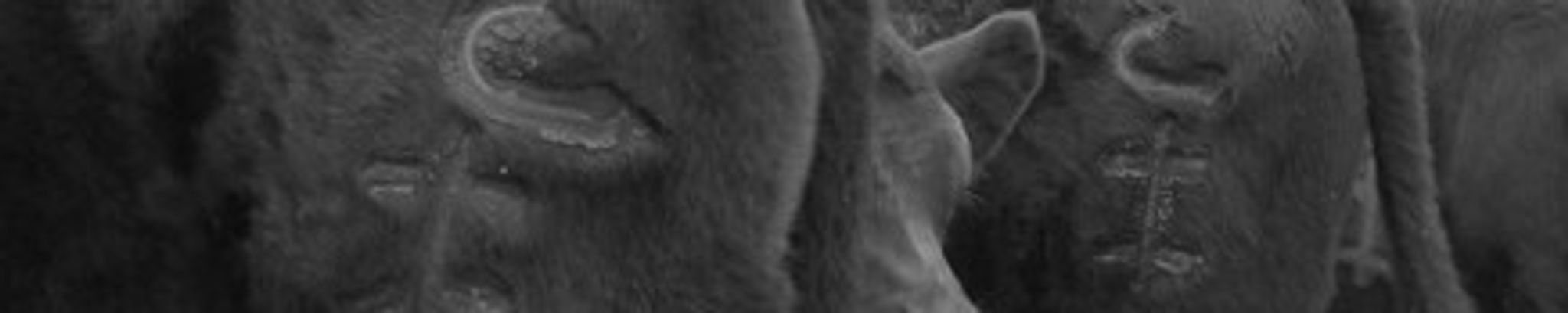 Cover for Roger Russell's Obituary