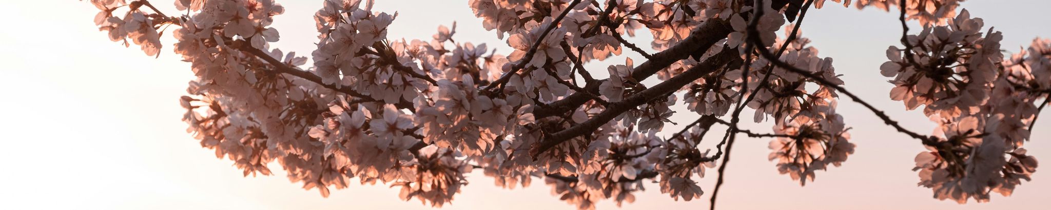 Cover for Julie Ballard Johnstone's Obituary