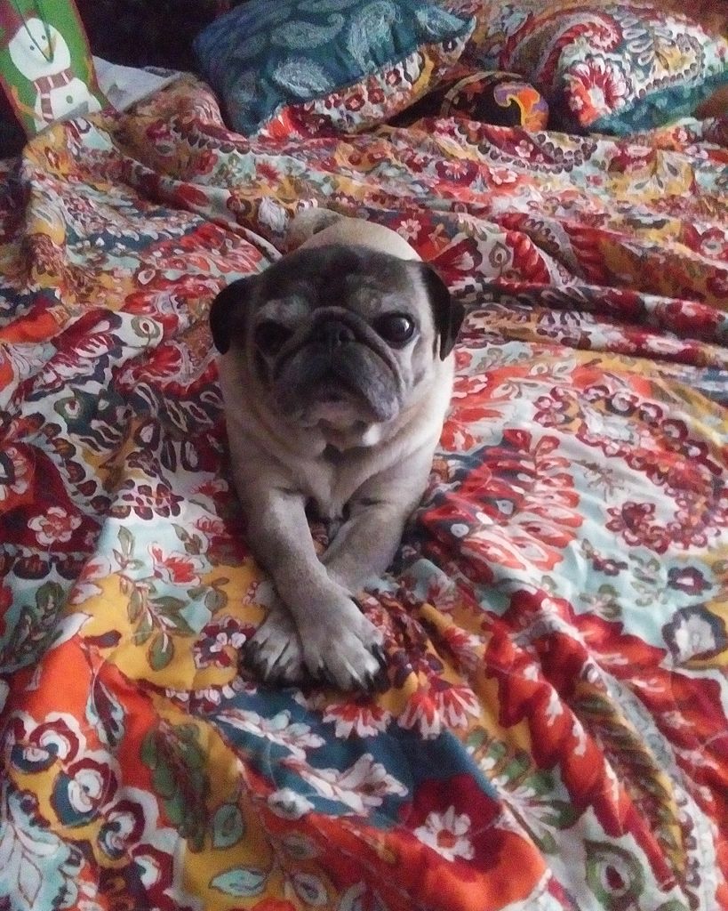 OLLIE MAE Profile Photo