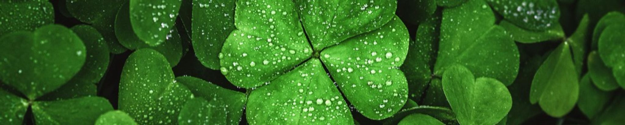 Cover for Patricia J. Dunican's Obituary