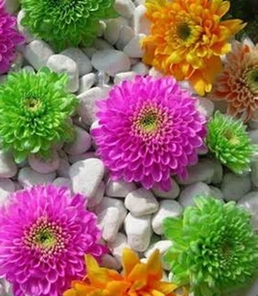 Audrey Blaskowski-Biedermann