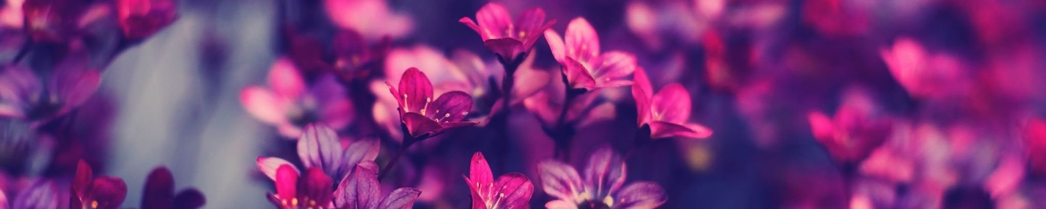 Cover photo for Sydelle Zoriah Jacob's Obituary