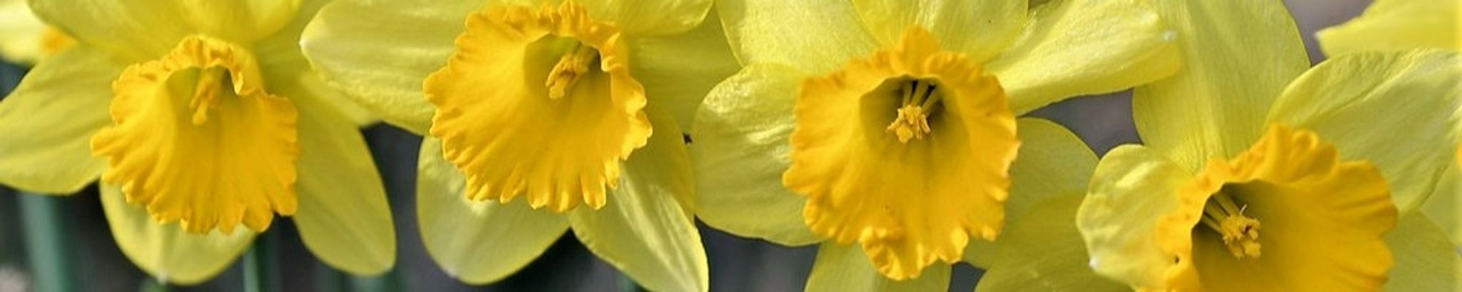 Cover photo for Sheila Dianne Steele's Obituary