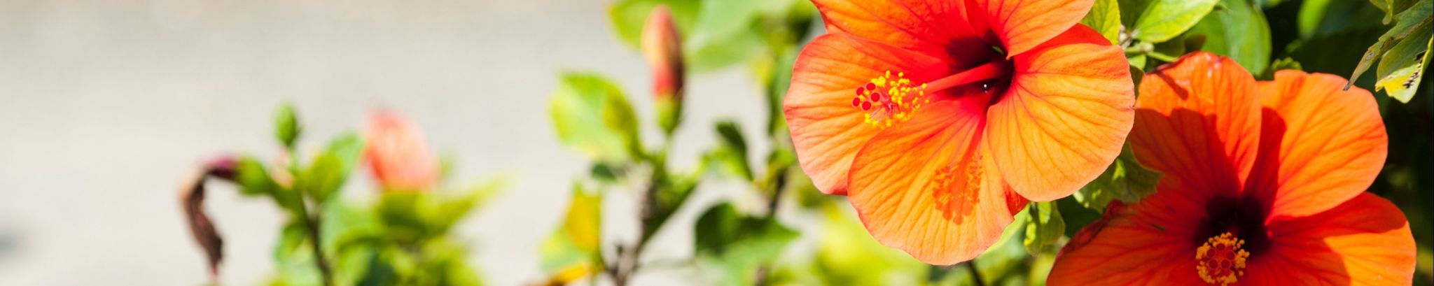 Cover photo for Alicia Mancha's Obituary