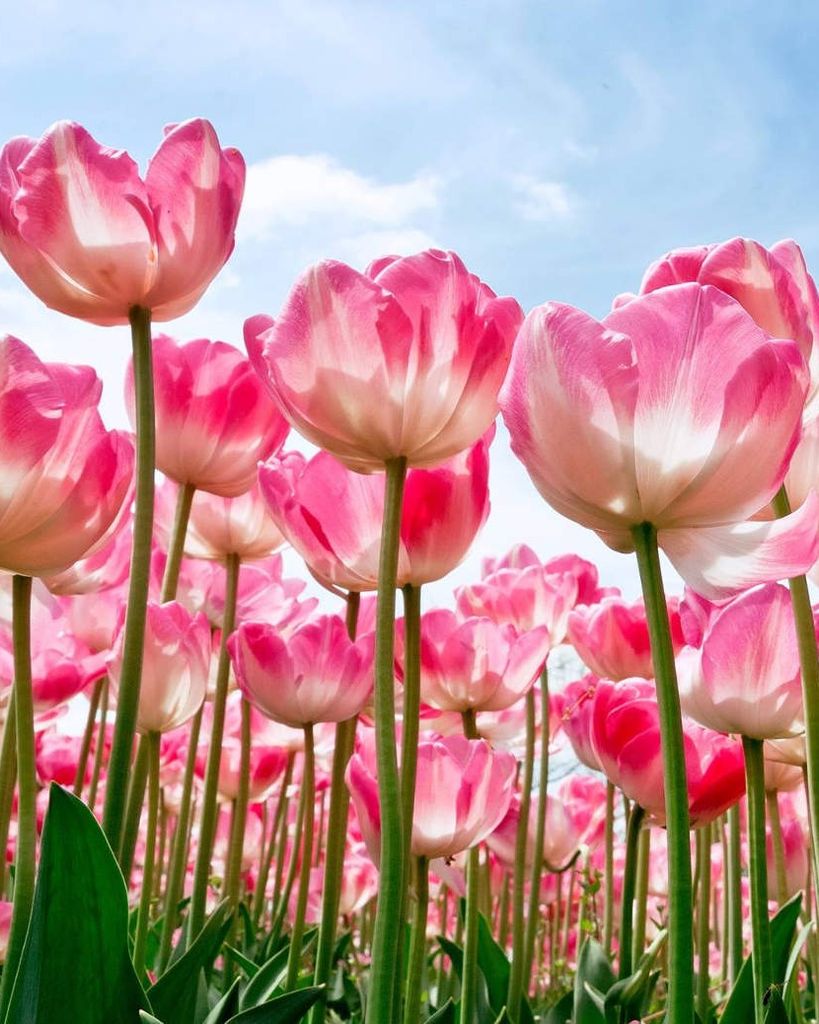 Donna L. Valentine Profile Photo