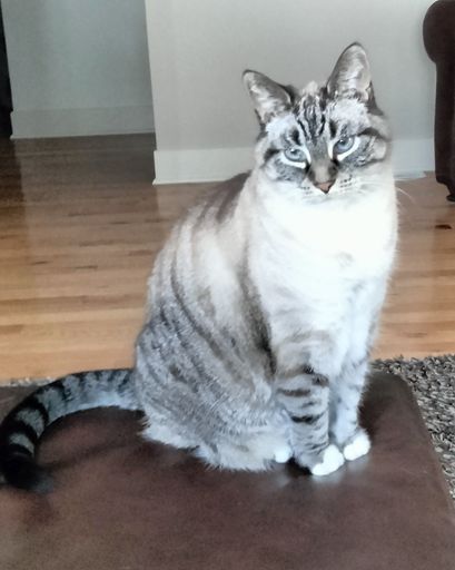 Love Cat / Pookey Spangler's obituary image