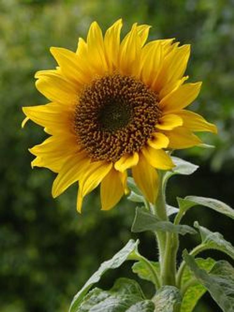 Jane Doub Profile Photo