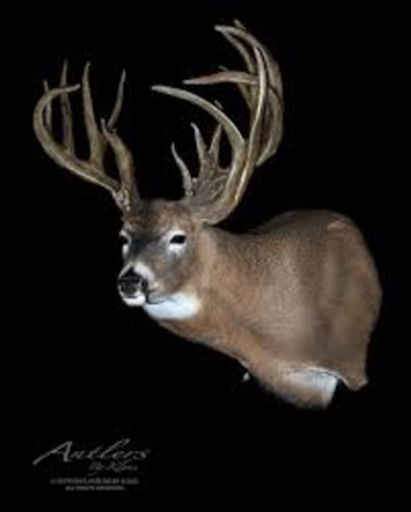 Clifford "Buck" W. Stout Jr. photo gallery thumbnail 1 of 1