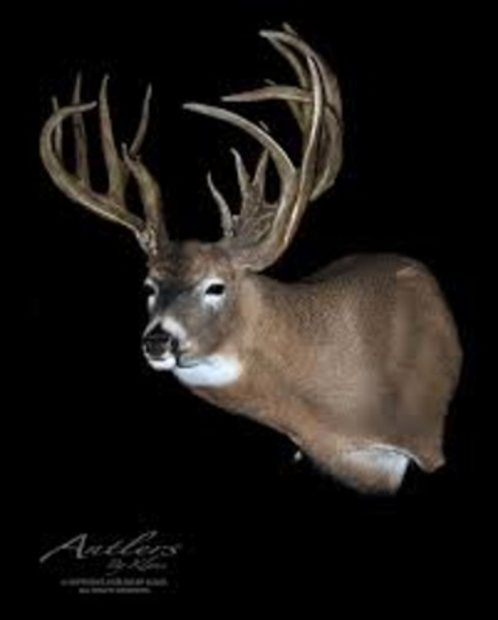 Clifford "Buck" W. Stout Jr. photo gallery image 1 of 1