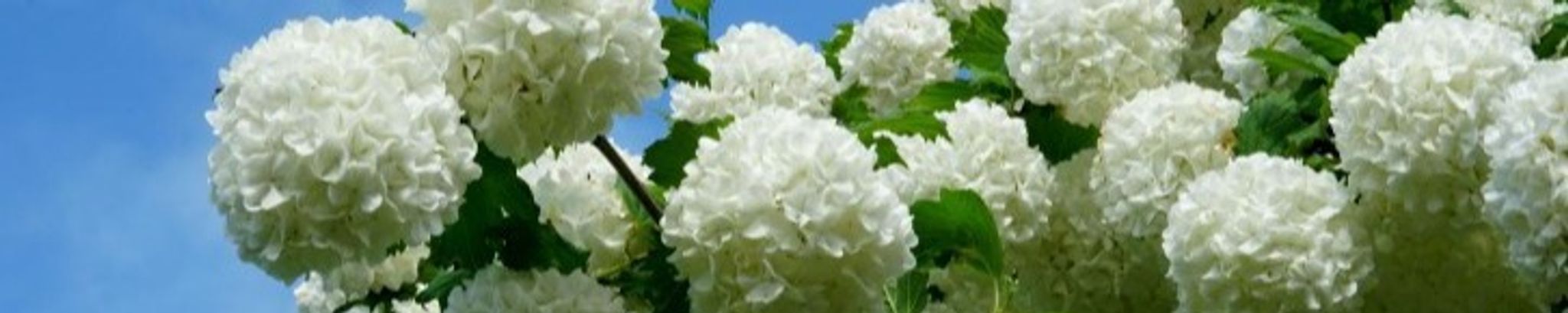 Cover photo for Faye Ebbs Pegg's Obituary