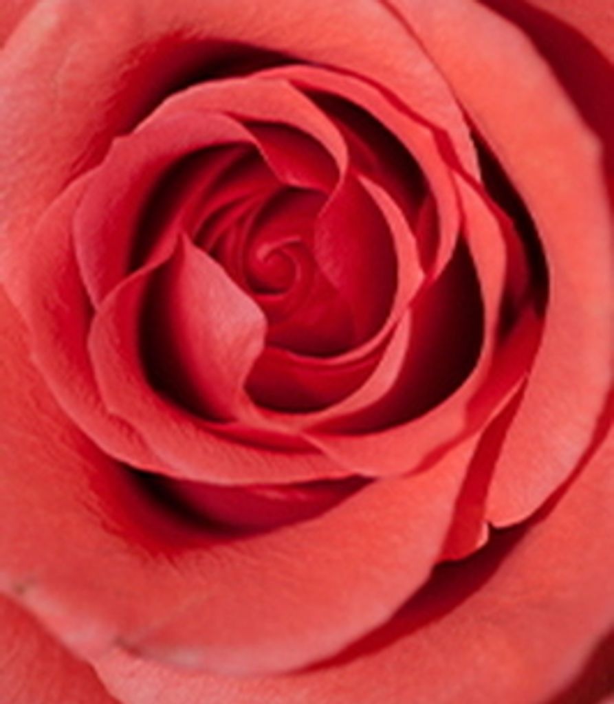 Nancy Westerfield Profile Photo