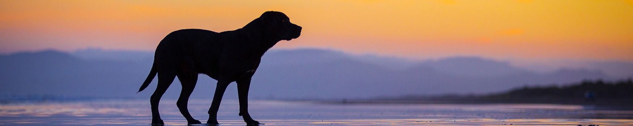 Cover for Bentley Juarez's Obituary