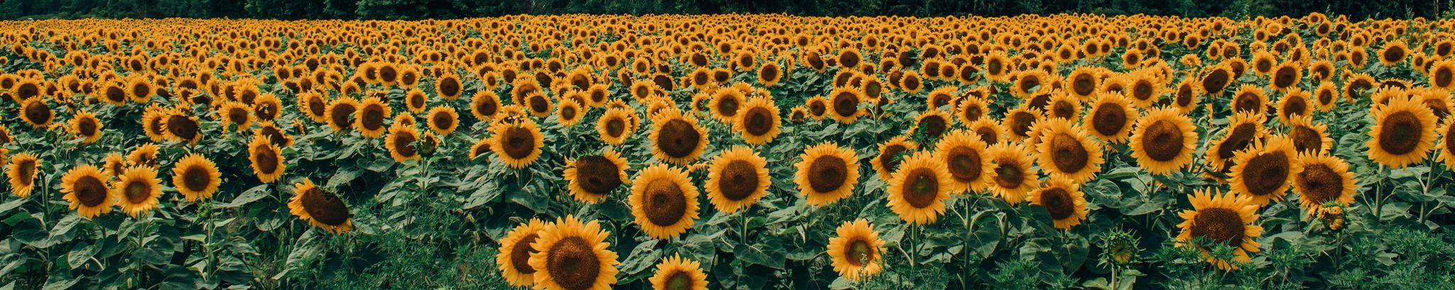 Cover for Kloie Daleen Lehman's Obituary