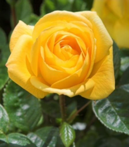 Sylvia Marie Tolliver Profile Photo