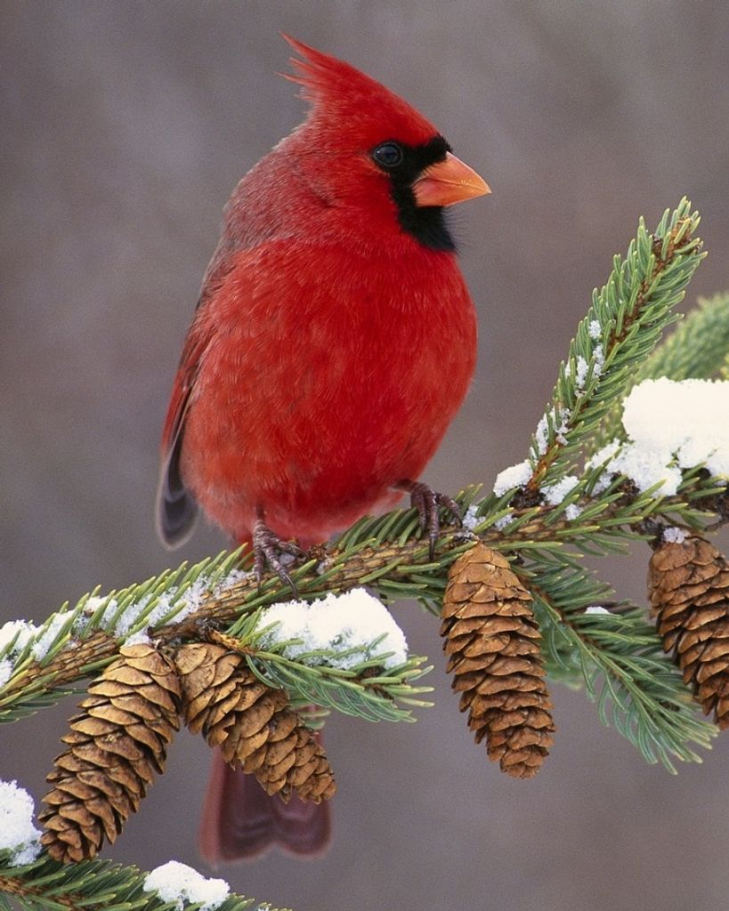 Jewell "Judy" Lee Bair Profile Photo