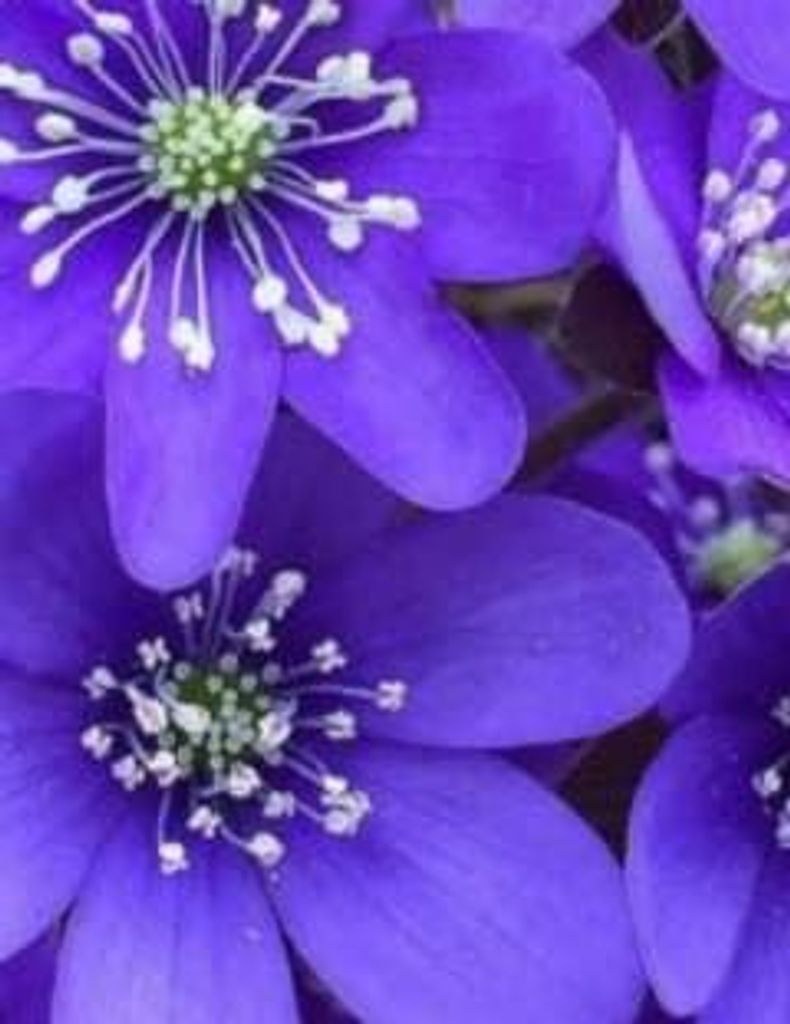 Miriam B. Green Profile Photo