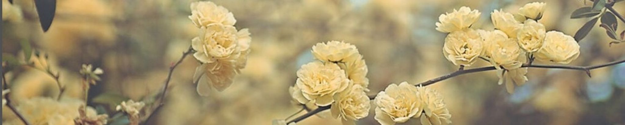 Cover photo for Mary "Gammie" Schreiner Beauvais's Obituary