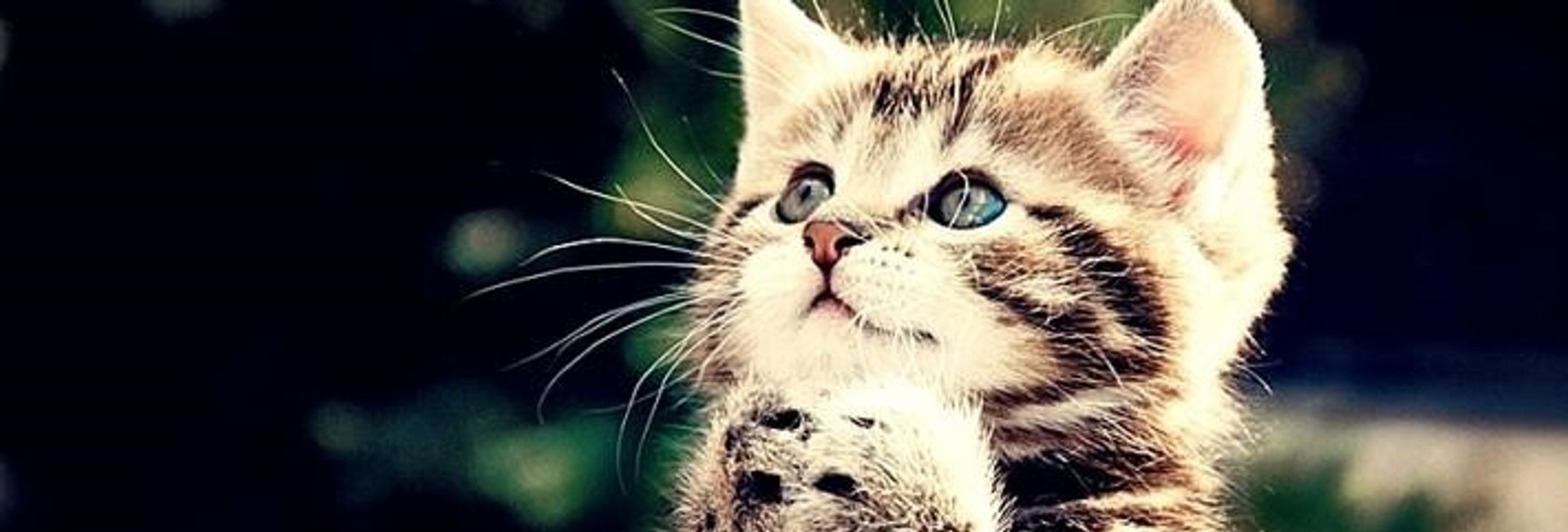 Cover for Debra A. Wagner's Obituary