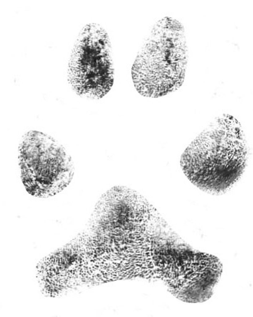 Smidge Craton Profile Photo