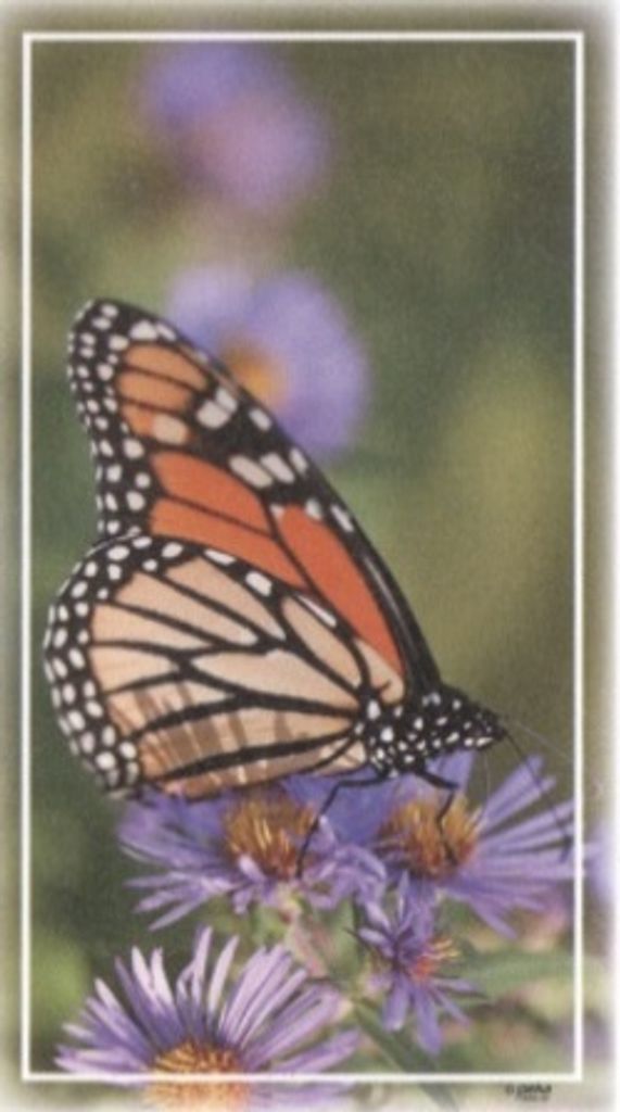 Kathleen Brown Profile Photo