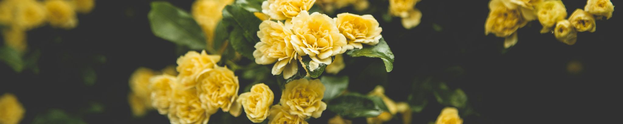 Cover for Linda Kay Young's Obituary