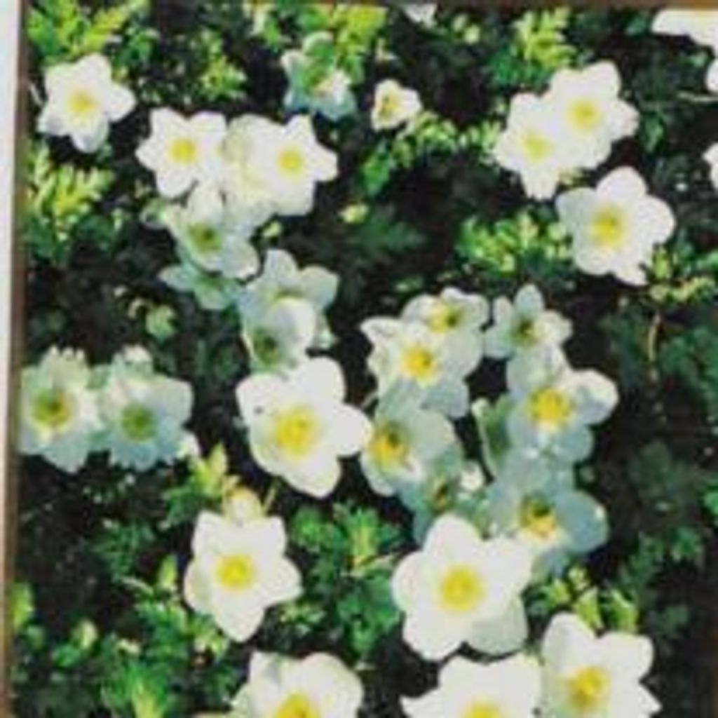 Mrs Jane Holmes Dowling